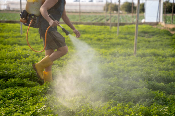 Best Pest Control Near Me  in Limestone, IL