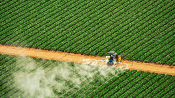 Best Pest Prevention Services  in Limestone, IL