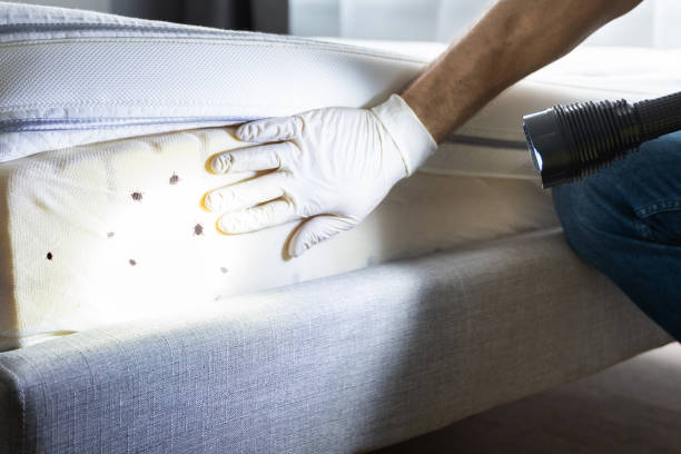 Best Affordable Pest Control Services  in Limestone, IL