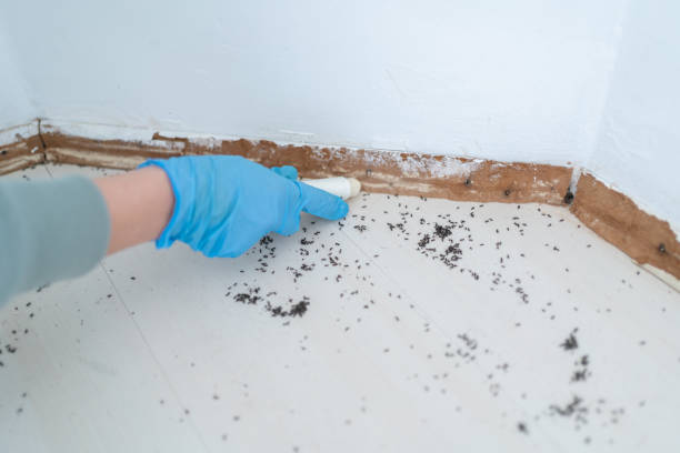 Wasp Removal Services in Limestone, IL